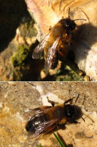 Réf. 180 647 : Andrena nigroaenea